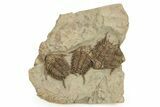 Cluster Of Four Foulonia Trilobite Fossils - Fezouata Formation #260000-1